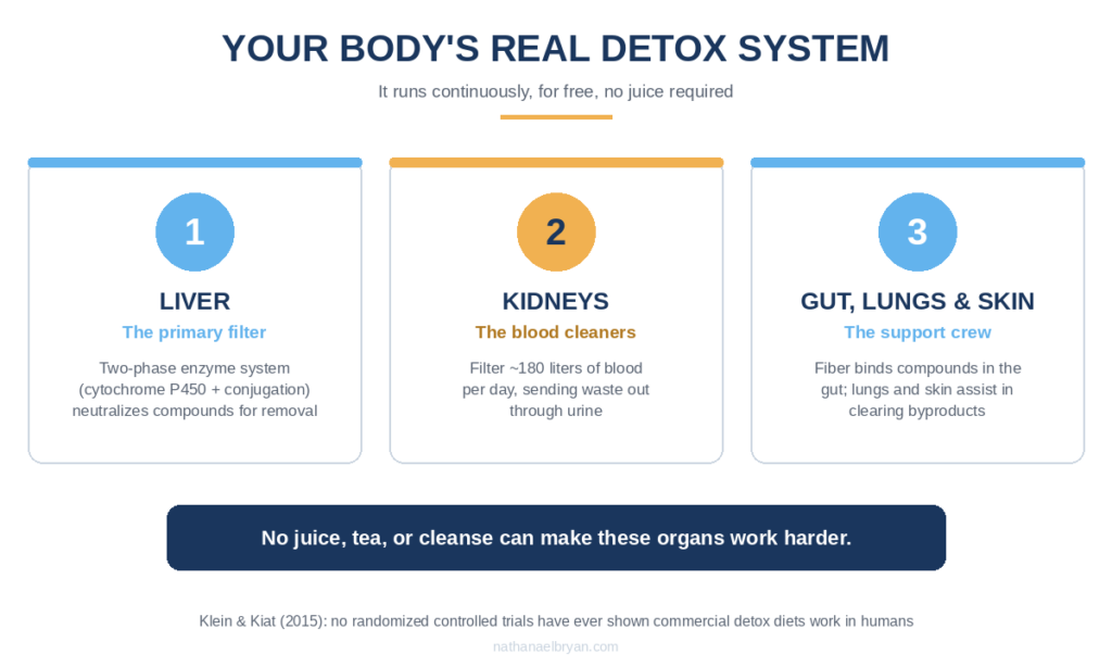 The liver kidneys and gut as the body's real detoxification system explained