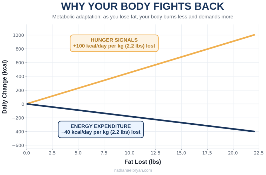 Metabolic adaptation chart showing energy expenditure decreasing and hunger increasing as fat is lost